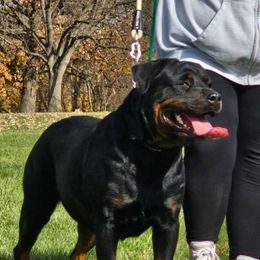 Shadow - Rottweiler