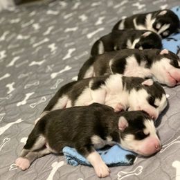 Maltese and Siberian Husky Puppies from Nyx’s Pack