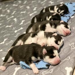 Maltese and Siberian Husky Puppies from Nyx’s Pack