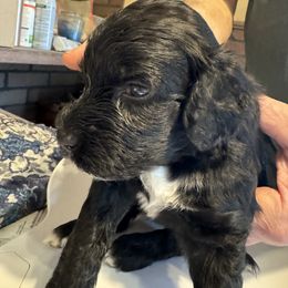 Flicker - Black male Portuguese Water Dog puppy in Severn, Maryland from WiccaBay