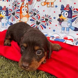 BabyBox - Chocolate and tan female Dachshund puppy in Duncan, Arizona from Bootheel Doxies