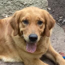 Golden Retriever puppies from Goldens Retreat