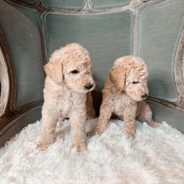 Poodle Puppies from Woofadoodles