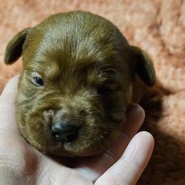 1st choice male available to reserve possible full AKC - Yellow male Labrador Retriever puppy in Dalton, Pennsylvania from Whiteduck Mountain Kennel AKC Australian Cattle Dogs and AKC Fox Red Labrador Retrievers