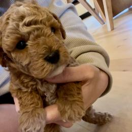 Cavapoo, Cockapoo, Goldendoodle, and Maltipoo Puppies from Perdue Puppies