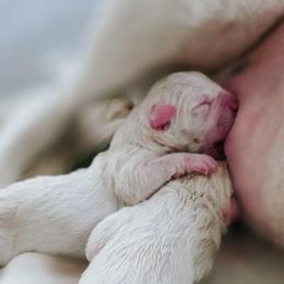 Lucky - White male American Bulldog puppy in Homer, Georgia from Valor American Bulldogs