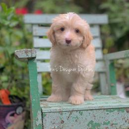 Surprise - Apricot male Aussiedoodle puppy in Centreville, Mississippi from Trin's Designer Doodles