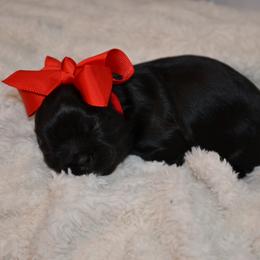 Amber - Black female Shih Tzu puppy in Magnolia, Texas from Furbourne Farms