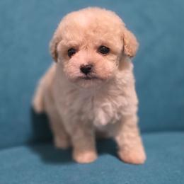 Bert - Cream male Poodle puppy in Lawton, Oklahoma from My Precious Toy Poodles