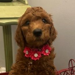 Girl 1 - Red  Poodle puppy in Columbus, Ohio from VanPoodles
