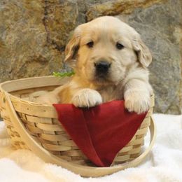 Golden Retriever Puppies from Double Down Retrievers