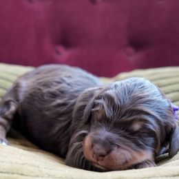Peggy - Phantom female Bernedoodle puppy in Folsom, Louisiana from DoodlesFarmCo