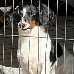 Toby - Dachshund