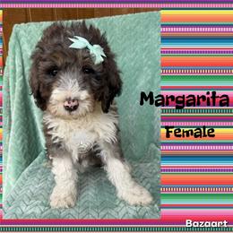 Margarita - Blue merle female Bernedoodle puppy in Godwin, North Carolina from Farm Sweet Farm Doodles