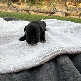 Midnight - Black female Cane Corso puppy in Utah from 3Lake Kennelz