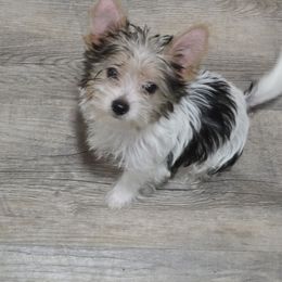 Peaches - Yorkshire Terrier