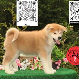 BOY Cheeto 2 - Red male Japanese Akitainu puppy in Maryland from Capital Akita