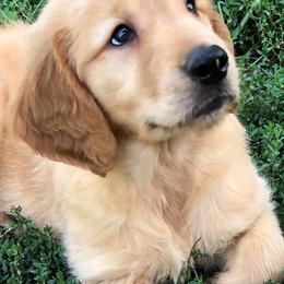 Goldendoodle and Golden Retriever Puppies from Milligan Valley