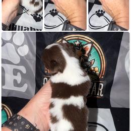 Bo - Chocolate and tan male Chihuahua puppy in Palmyra, Indiana from Country Star Chihuahuas