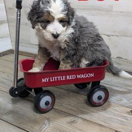 Spruce - Blue merle male Bernedoodle puppy in Cambridge, Minnesota from Country Meadow Doodles