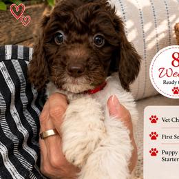 1200.00 Jasper: Red Collar - Parti male Goldendoodle puppy in Raceland, Louisiana from Cajun Doodles