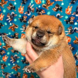 Tsuki - Red male Shiba Inu puppy in Marshall, Minnesota from Tobitatsu Shiba Inu