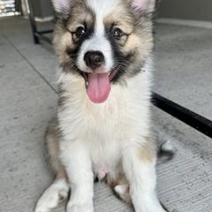 Icelandic Sheepdog Puppies from Tobiasson icie