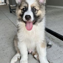 Icelandic Sheepdog Puppies from Tobiasson icie