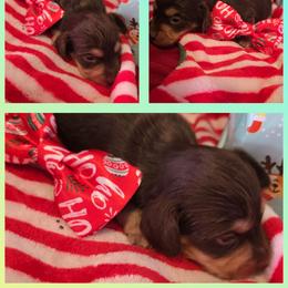 Coco - Chocolate and cream male Dachshund puppy in Rutherfordton, North Carolina from Knock Out Doxie’s