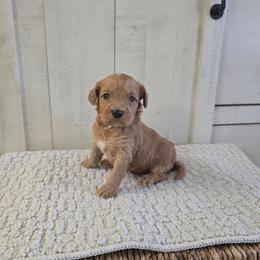 Evander - Red male Cavapoo puppy in Floyd, Virginia from Hearts and Paws Poodles and Doodles