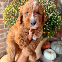 Hank - Red  male Goldendoodle puppy in Ozark, Missouri from Halo Doodles