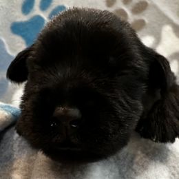 Miniature Schnauzer Puppies from The schnauzer Shack