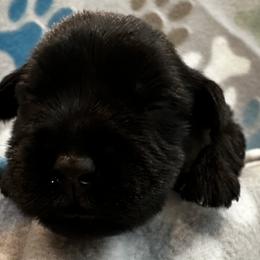 Miniature Schnauzer Puppies from The schnauzer Shack