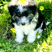 Lowchen Puppies from Sugar Plum Löwchen
