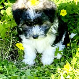 Lowchen Puppies from Sugar Plum Löwchen