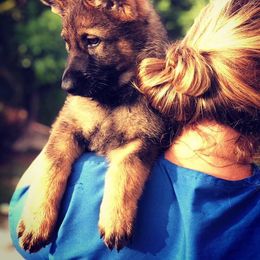 German Shepherd Puppies from Keys K9s