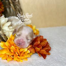 Autumn - Buff and white female Cocker Spaniel puppy in Nashville, Arkansas from Rocky Road Puppies
