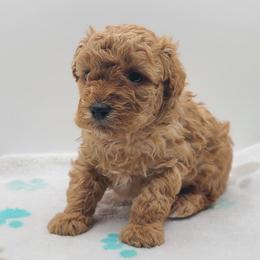 Leo - Apricot male Poodle puppy in Kannapolis, North Carolina from Carolina Great Danes & Toy Poodles