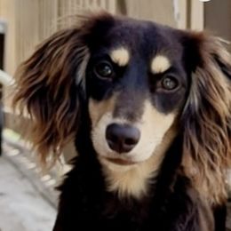 Dachshunds from Linda Turner