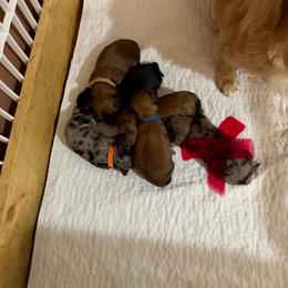 Female - Black and tan female Dachshund puppy in Winton, North Carolina from Parker’s all American Doxies