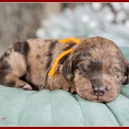 Karev - Brown and tan male Cockapoo puppy in Connersville, Indiana from Deaz Doodle Ranch