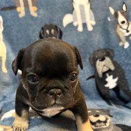 Girl 2 - Black and tan female French Bulldog puppy in Spanaway, Washington from Frog Faced Frenchies