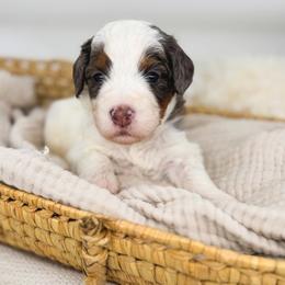 Pickles - Blue merle male Bernedoodle puppy in New Harmony, Indiana from Cottonwood Farms