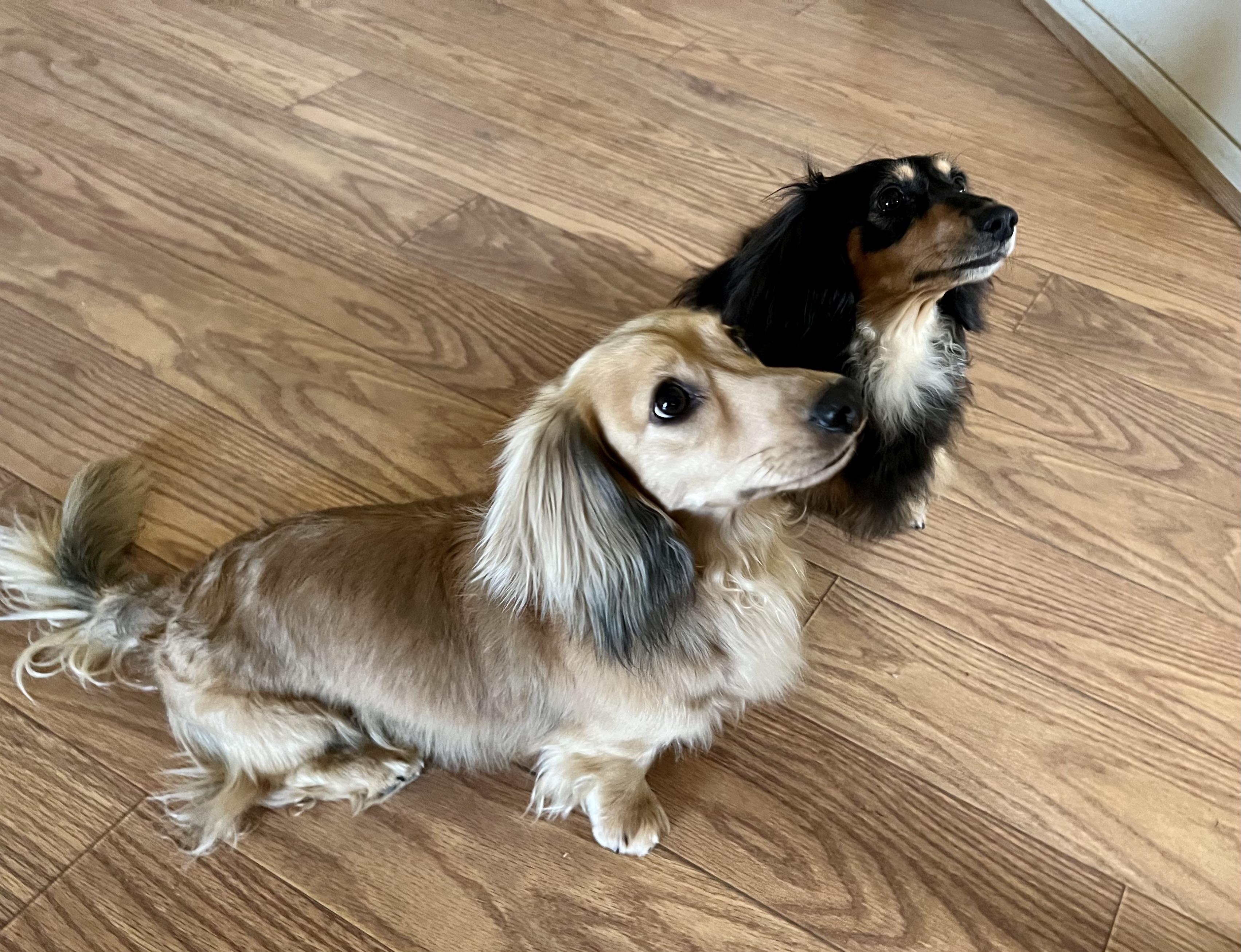 Desert Sunset Dachshunds in California Dachshund puppies Good Dog