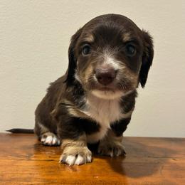 Pine - Piebald male Dachshund puppy in Dobson, North Carolina from Oakleys Dachshund Haven