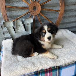 Socks - Black tri male Miniature Australian Shepherd puppy in Checotah, Oklahoma from Wild Outlaw Aussies