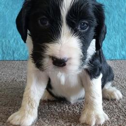 Boy 2 - male English Springer Spaniel puppy in North Carolina from Ebenezer Valley ESS