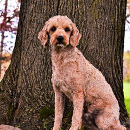 Dandy - Goldendoodle