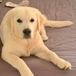 Golden Retriever puppies from Plumcreek Acres