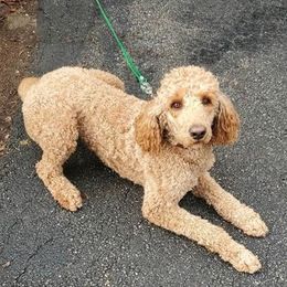 Poodles from Four Oaks Farm Kennel